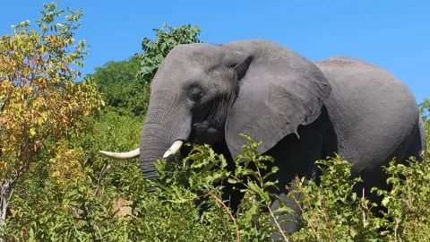 Elephant in the jungle eating grass. Stock Footage 320853606