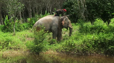 Elephant In The Jungle. 스톡 동영상 68988813