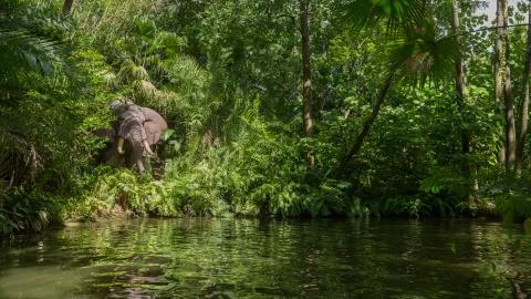 Elephant in the jungle Stock Photos