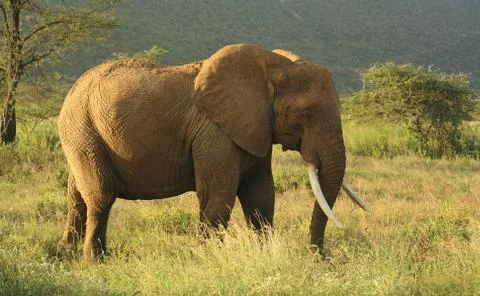 Elephant in Kenya Stock Photos