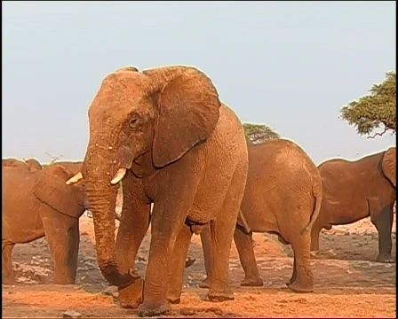 Elephant kicking 库存影片 725658