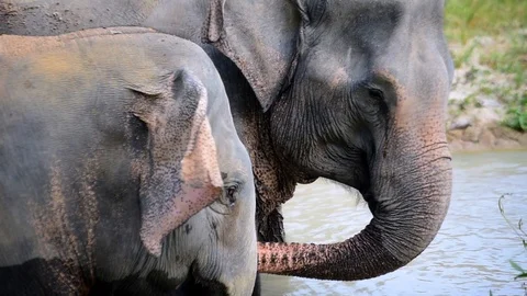 Elephant Kisses in Pond Stock Footage 86198342