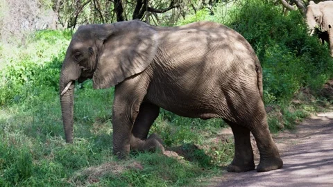 Elephant kneeling to eat grass 動画素材 326547787