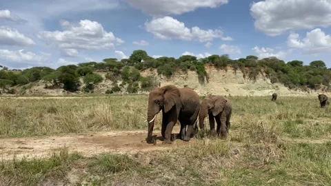 Elephant kneels and digs the ground with its tusks in search of water Stock-Footage 170183092