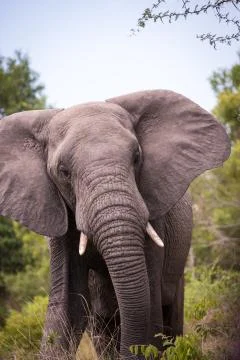 An Elephant in Kruger Park Stock Photos