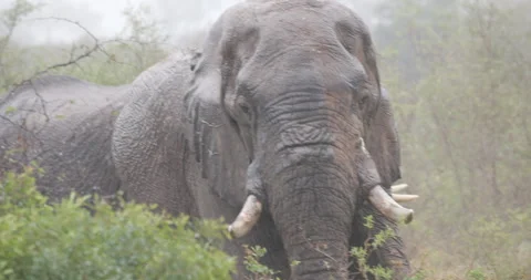 Elephant in Krugerpark SA Stock Footage 251653718