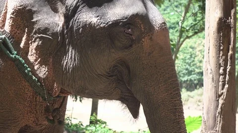 Elephant Laos asia Stock Footage 77857005