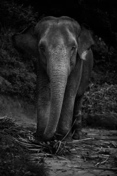 Elephant large ear flap black and white Stock Photos