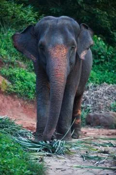 Elephant large ear flap  Stock Photos