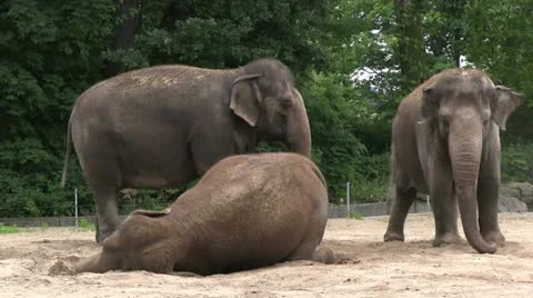 Elephant laying down gets up Stock-Footage 12755725