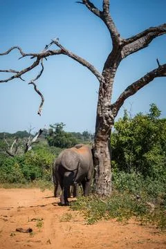 Elephant by leafless tree on sandy track in Chobe National Park Stock Photos