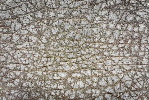 Elephant leather Stock Photos