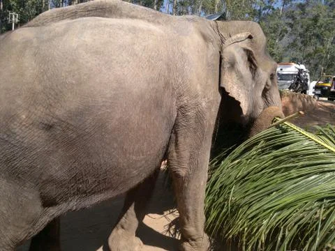 The elephant, the leaves Stock Photos