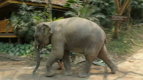 Elephant Led by Handler Stock-Footage 664252