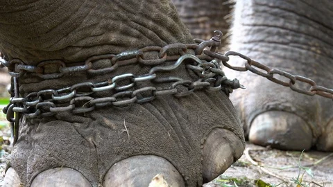 Elephant Leg Captured in Chain. Close up. Animal Violence Stock Footage 93698969
