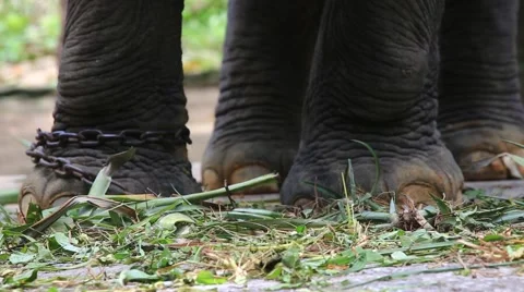 Elephant leg 스톡 동영상 65885614