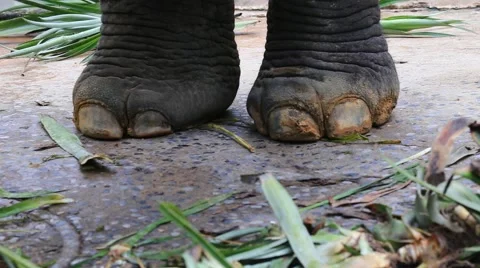Elephant leg 스톡 동영상 65885757
