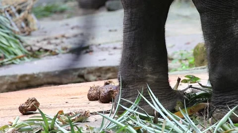Elephant leg 스톡 동영상 65885820