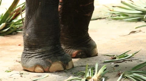 Elephant leg 스톡 동영상 65886062