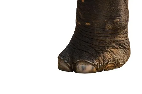 Elephant leg isolated on white background Stock Photos