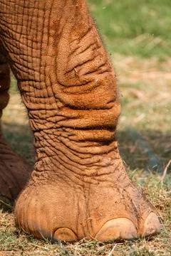 Elephant Leg Stock Photos