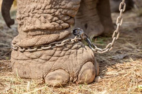 Elephant leg Stock Photos
