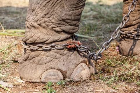Elephant leg Foto stock