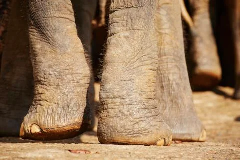 Elephant legs Stock-Fotos