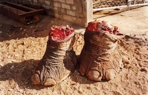Elephant legs Stock Photos
