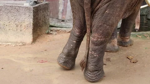Elephant legs seen from behind Stock Footage 306657291