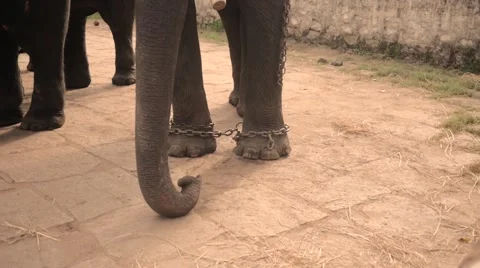 Elephant legs in shackles Stock Footage 60765644