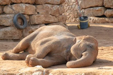 Elephant lies on one side Stock Photos