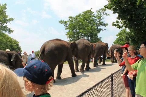 Elephant Line Up 写真素材