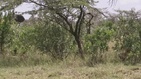 Elephant, lion in bush Stock Footage 12654916