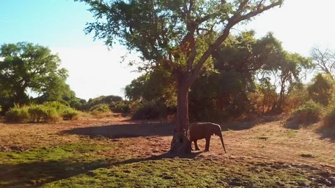 Elephant lonely under tree Stock Footage 124551517