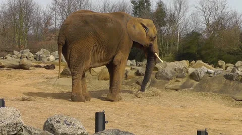 Elephant Long Shot Stock Footage 22516070