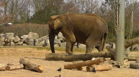 Elephant Long Shot Stock Footage 22516073