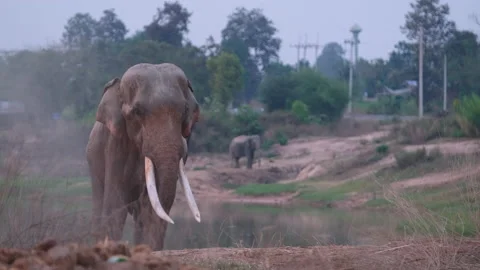 Elephant look happy to play by using trunk blow dust to its body near water Stock Footage 155412559