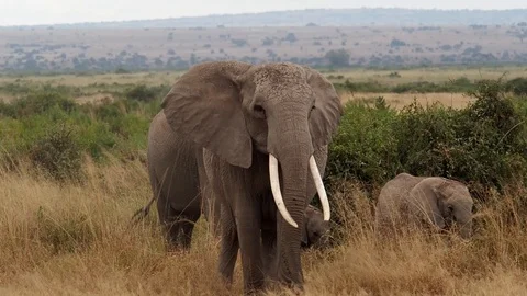 Elephant looking at the camera at Amboseli National Park in Kenya Africa Stock Footage