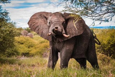 Elephant looking directly to camera with its trunk in forest Stock Photos