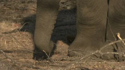 Elephant looking for food Stock Footage 10816382