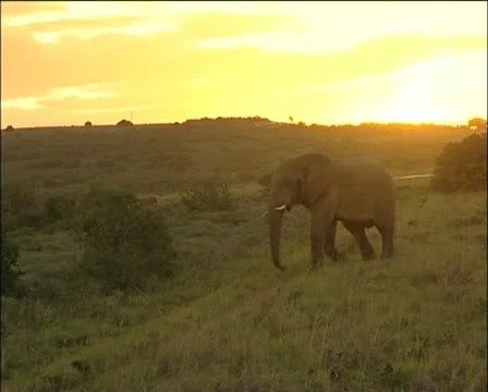 Elephant looking for his herd Stock Footage 11625765