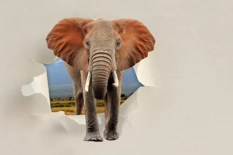 Elephant looking through a hole torn the paper Stock-Fotos