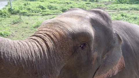 Elephant looks directing into camera and offers trunk  Stock Footage 289880954