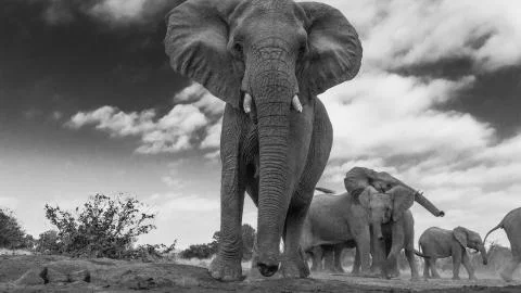Elephant from low angle Stock Photos