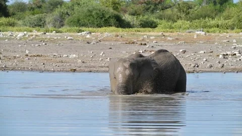 Elephant lowers deeper; over half of body submerged — Contin.. — Part 5 스톡 동영상 319960601