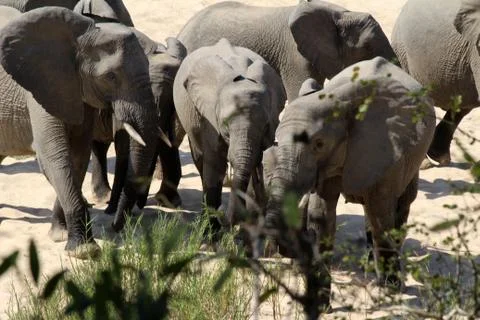 Elephant (Loxodonta africana)  South Africa. Stock Photos