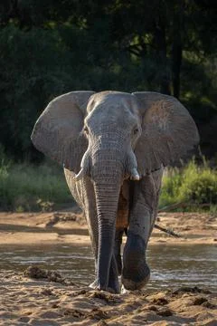 An elephant,  Loxodonta africana, walks through a sandy river bed, direct gaz Stock Photos
