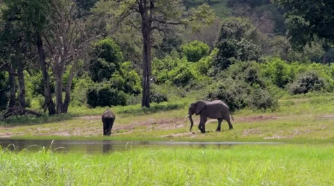 Elephant Lumbers toward River Stock Footage 43013697
