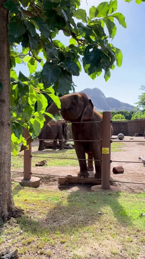 Elephant Lunch Stock Footage 305808428